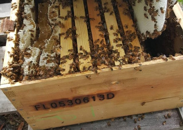 Bee box branded with a Florida registration number