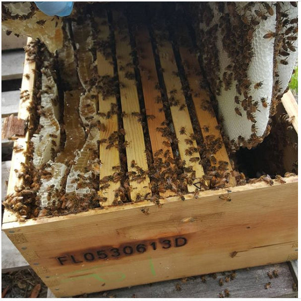 BBB Propane Torch Branding Iron - Bee Box, Pallet, Scaffold Branding Iron